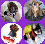 Fancy Dogs