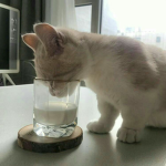 The Milk Cult~!
