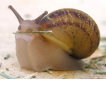 I AM A SNAIL