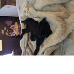 Lucky the best kitten ever