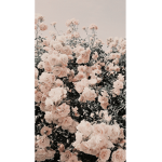 Flowers sunshine’s