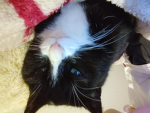 • My cute cats •