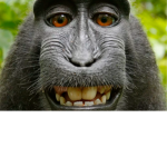 Monke Jungle