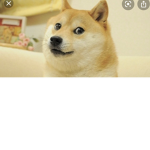 |•| DOGE NATION |•|