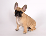 The French Bulldogs