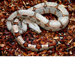 (Snake Army)'s Place Number: 0