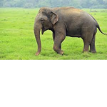 THE EPIC ELEPHANT SQUAD