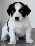 Funny fun dog games