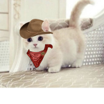 Join if you like Kittys cats