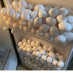 Egg's Society