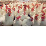 Chicken corp.