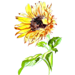 My friends, My sunflowers