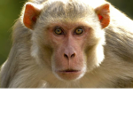 Team Monke!!!!!!!!!!