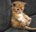 Friendships Kittens