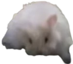 Pelmenrooms group Group Thumbnail