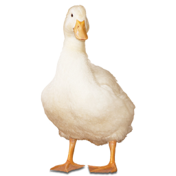 The Hater Duckz's RP game