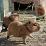 Capybara fan group