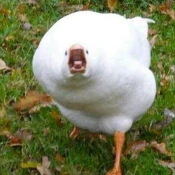 average bloodnight testing icon