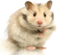 the octogona hamsters
