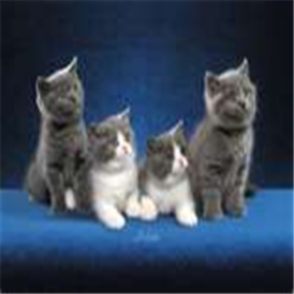 cats Roblox decal