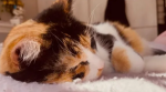 /xpawzz