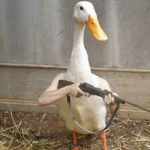 :hog rider: