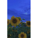 fluttering.sunflowers