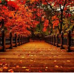 ⁕Infinity Mãple Leaves⁕