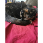 meoooow