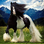 Wonder Horse Academy