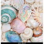 *~seashells~*