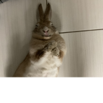 Rabbit gang 743