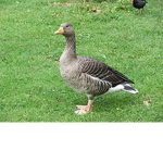 Goose king group