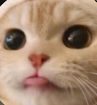 Blossom_kittys