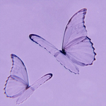 Purple blue butterfly