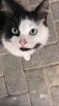 senyourıtta