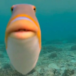 staring fish