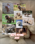 Ally's Petting Zoo!