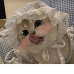 The Official MeowTheJr's Fan Group.