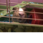 Guinea pig Club :D