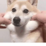 The Epic Doge :O
