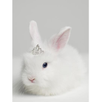 Bunny Fam Group