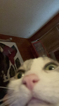 The CATSS group