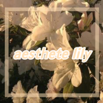 ~aesthete lily~