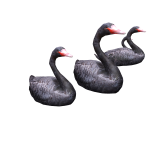 Black Swans in Back