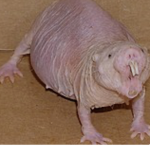 ugly rodents