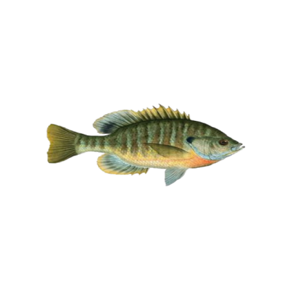 fish 14 Roblox decal