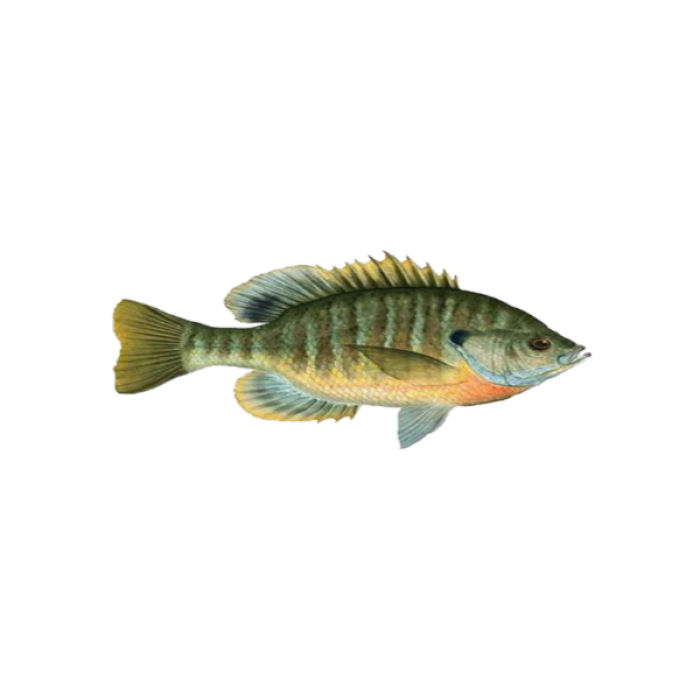 fish 14 Roblox decal