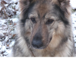 WOLVES AND #########