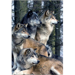 AnimalWolfPack